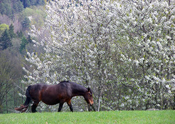 Cheval et arbre en fleur dans le Cantal