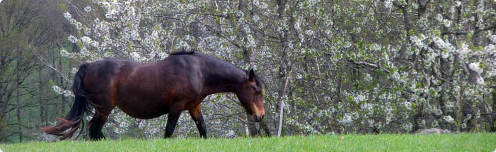 Randonnes  cheval dans le Cantal