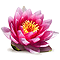 icone lotus